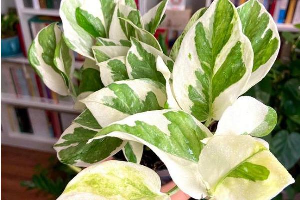 绿萝有没有毒，汁液带有毒性