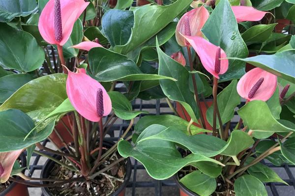 粉掌叶子发黄焦边干枯的原因，可能是光照过强或浇水不当所致