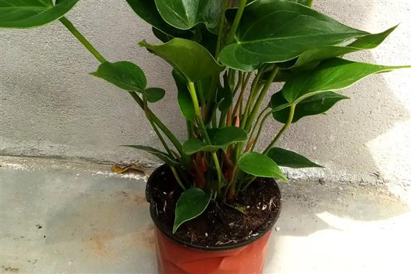 粉掌叶子发黄焦边干枯的原因，可能是光照过强或浇水不当所致