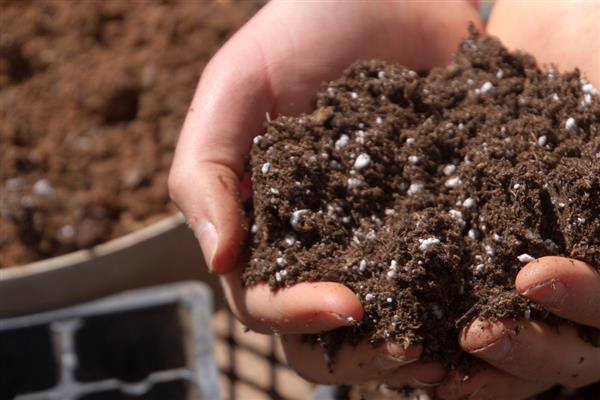 粉掌叶子发黄焦边干枯的原因，可能是光照过强或浇水不当所致