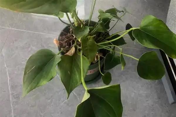 粉掌叶子发黄焦边干枯的原因，可能是光照过强或浇水不当所致