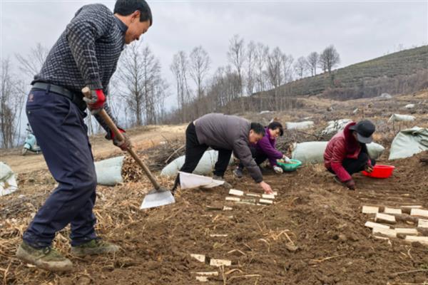 天麻如何进行覆盖栽培，可采取全覆盖、直接覆盖、间接覆盖等方式
