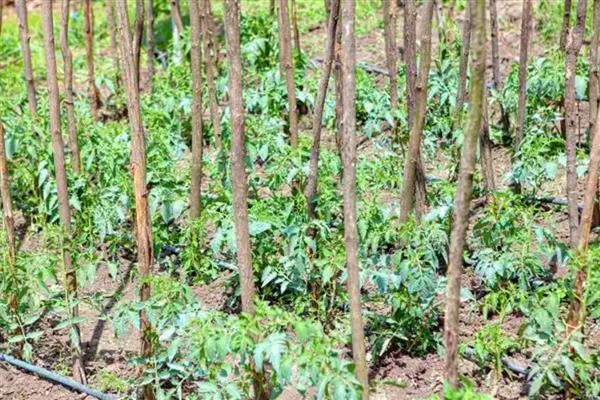 天麻如何进行覆盖栽培，可采取全覆盖、直接覆盖、间接覆盖等方式