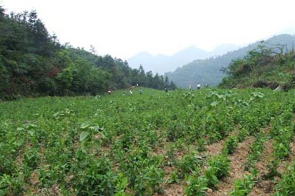 天麻如何进行覆盖栽培，可采取全覆盖、直接覆盖、间接覆盖等方式