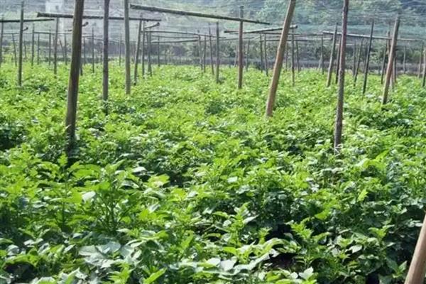 天麻如何进行覆盖栽培，可采取全覆盖、直接覆盖、间接覆盖等方式