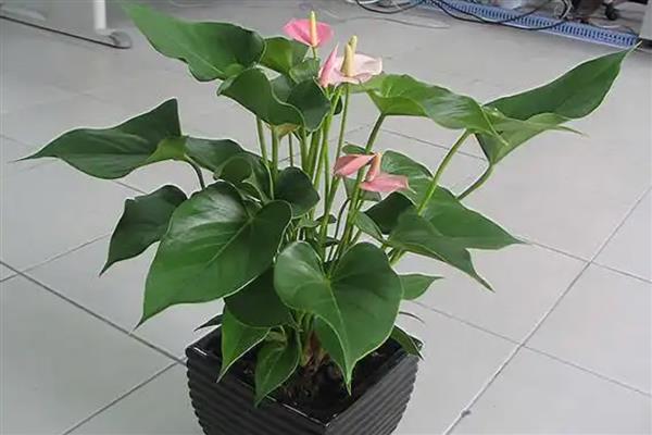 粉掌叶子发黄焦边干枯的原因，可能是光照过强或浇水不当所致