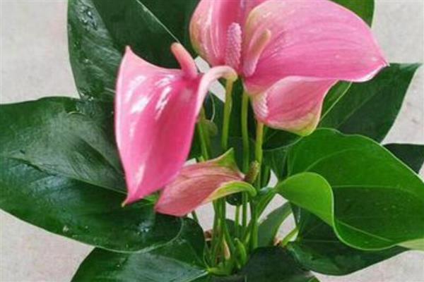 粉掌叶子发黄焦边干枯的原因，可能是光照过强或浇水不当所致