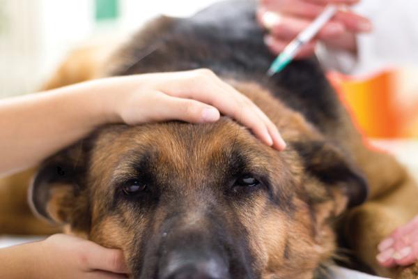 何时对小德牧打疫苗，幼犬出生30天可注射犬窝咳疫苗