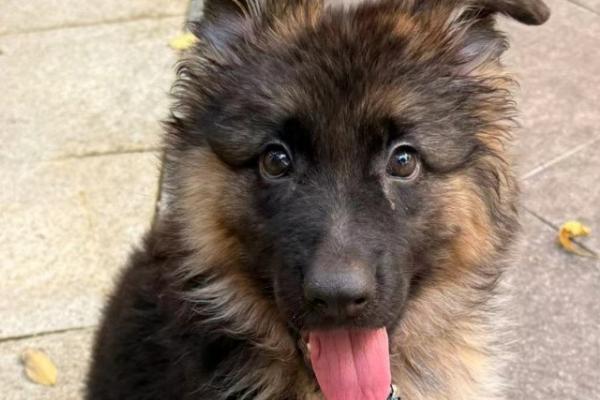 何时对小德牧打疫苗，幼犬出生30天可注射犬窝咳疫苗