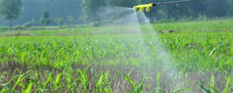 有露水能不能打药，喷施后会降低药效