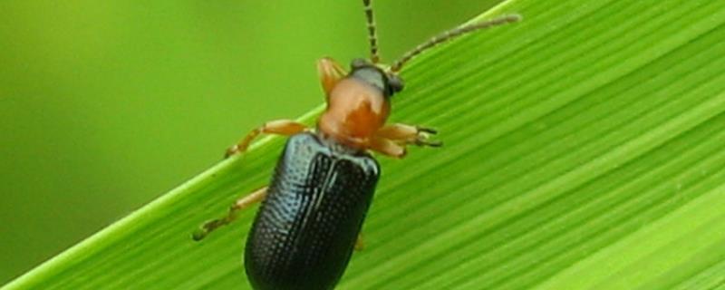 防治水稻负泥虫的方法,发生盛期可用扫帚扫虫