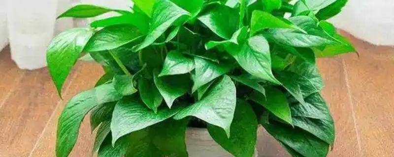 让绿萝两天爆盆的方法，放在光线明亮处充分接受光照