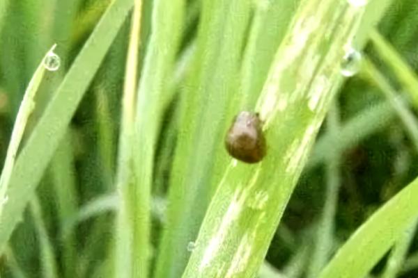 防治水稻负泥虫的方法,发生盛期可用扫帚扫虫