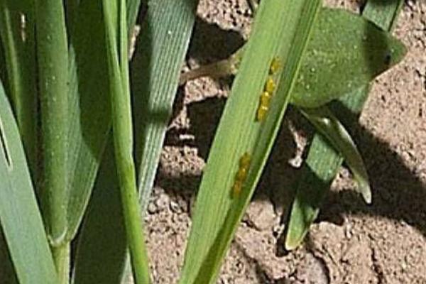 防治水稻负泥虫的方法,发生盛期可用扫帚扫虫