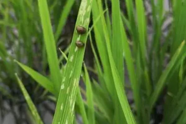 防治水稻负泥虫的方法,发生盛期可用扫帚扫虫