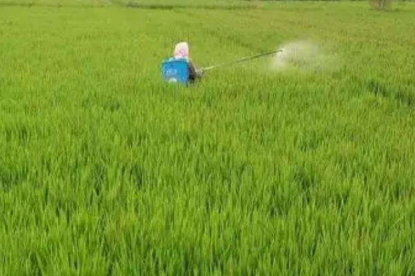 防治水稻负泥虫的方法,发生盛期可用扫帚扫虫