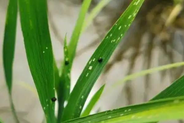 防治水稻负泥虫的方法,发生盛期可用扫帚扫虫
