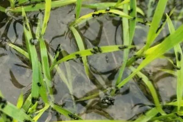 防治水稻负泥虫的方法,发生盛期可用扫帚扫虫