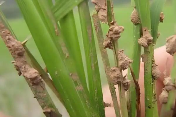 防治水稻负泥虫的方法,发生盛期可用扫帚扫虫