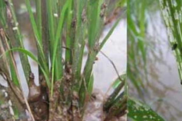 防治水稻负泥虫的方法,发生盛期可用扫帚扫虫