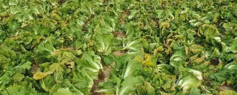 白菜病害症状,幼苗根部发黑、叶片呈水浸状一般是患有黑腐病
