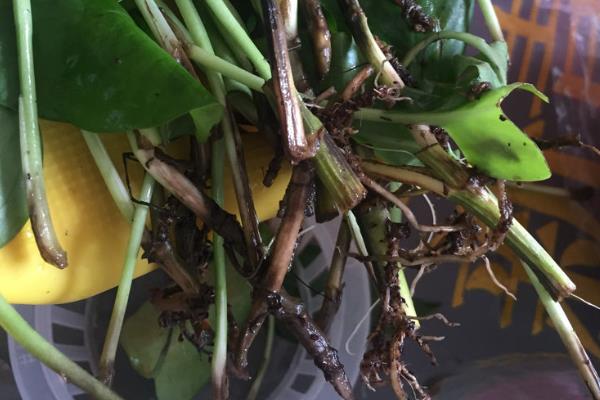 对绿萝直接浇可乐的后果，会导致根系腐烂、发生病虫害