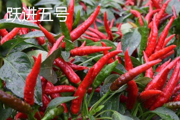 什么品种的朝天椒好，推荐跃进五号、火星8号等