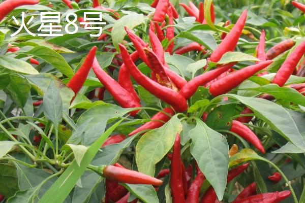什么品种的朝天椒好，推荐跃进五号、火星8号等