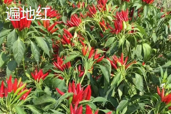 什么品种的朝天椒好，推荐跃进五号、火星8号等