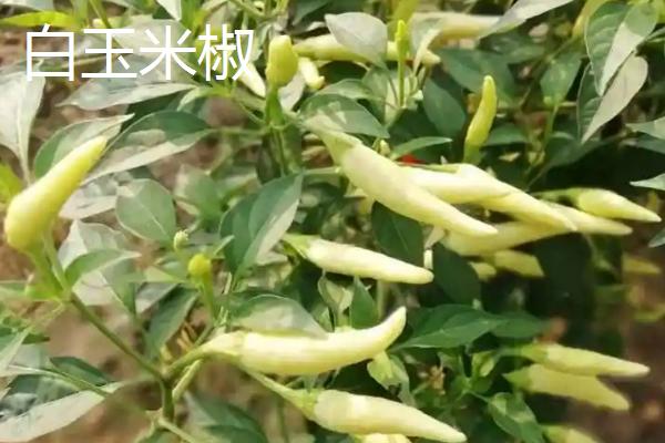 什么品种的朝天椒好，推荐跃进五号、火星8号等