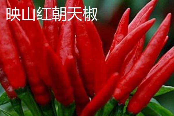 什么品种的朝天椒好，推荐跃进五号、火星8号等