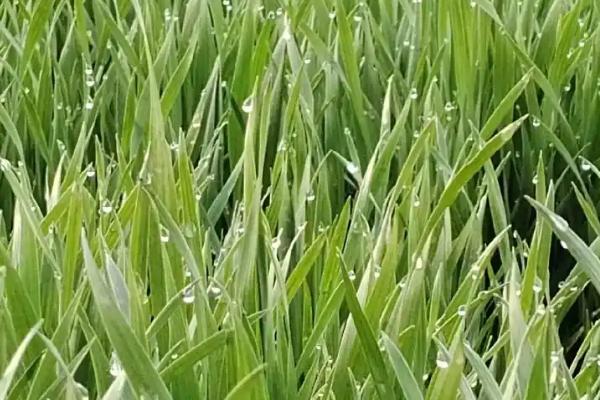 有露水能不能打药，喷施后会降低药效