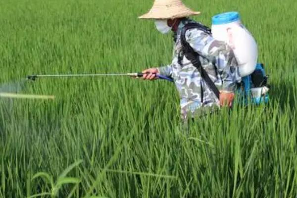 有露水能不能打药，喷施后会降低药效