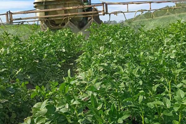 有露水能不能打药，喷施后会降低药效