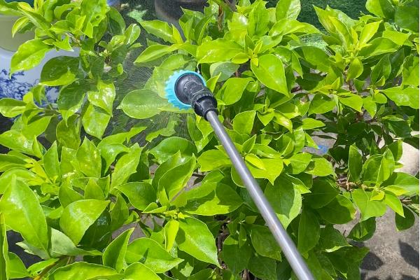 有露水能不能打药，喷施后会降低药效