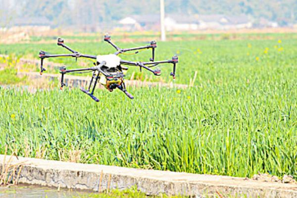 有露水能不能打药，喷施后会降低药效