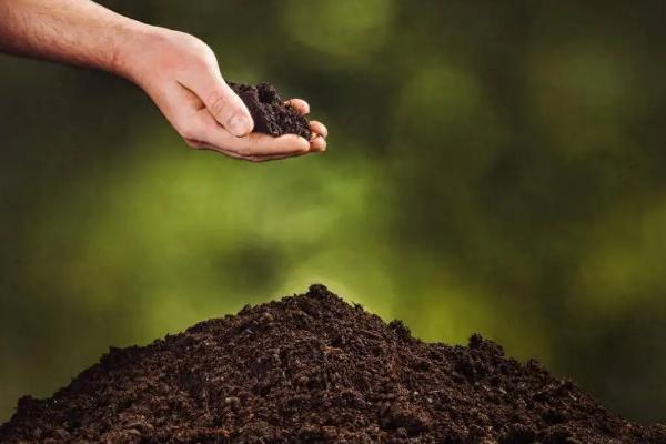 让绿萝两天爆盆的方法,放在光线明亮处充分接受光照