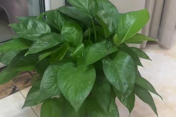 让绿萝两天爆盆的方法,放在光线明亮处充分接受光照