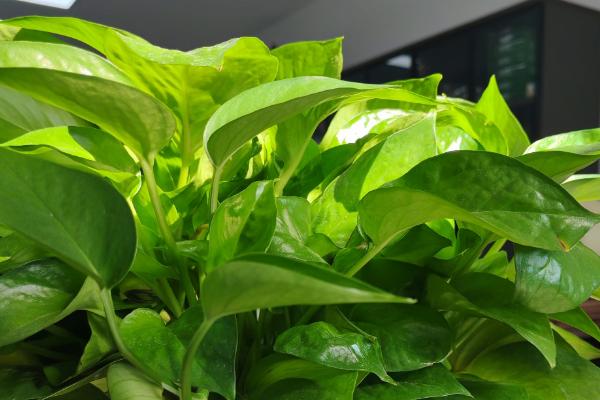 让绿萝两天爆盆的方法,放在光线明亮处充分接受光照