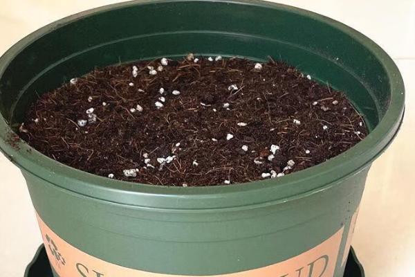 让绿萝两天爆盆的方法,放在光线明亮处充分接受光照