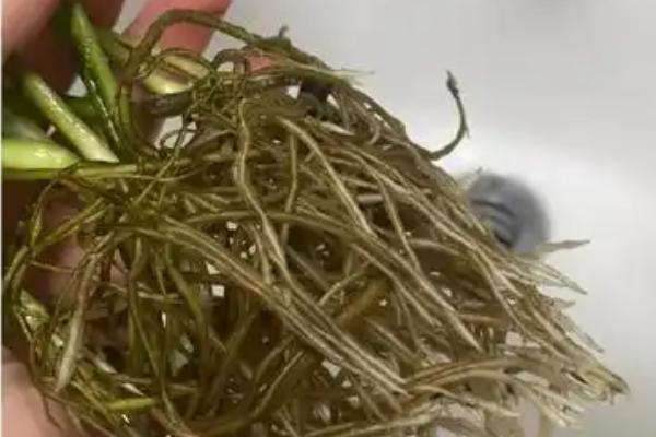 让绿萝两天爆盆的方法,放在光线明亮处充分接受光照