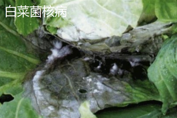 白菜病害症状,幼苗根部发黑、叶片呈水浸状一般是患有黑腐病