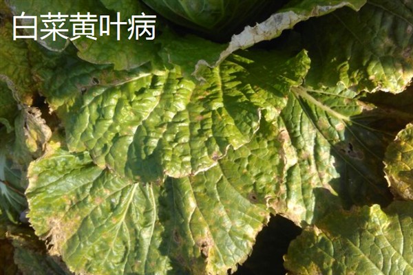 白菜病害症状,幼苗根部发黑、叶片呈水浸状一般是患有黑腐病