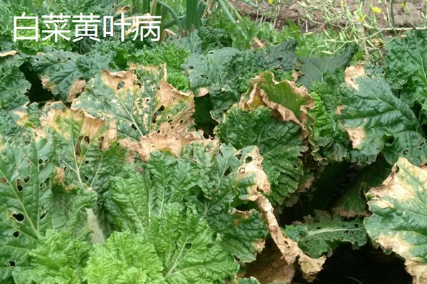 白菜病害症状,幼苗根部发黑、叶片呈水浸状一般是患有黑腐病