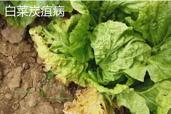 白菜病害症状,幼苗根部发黑、叶片呈水浸状一般是患有黑腐病