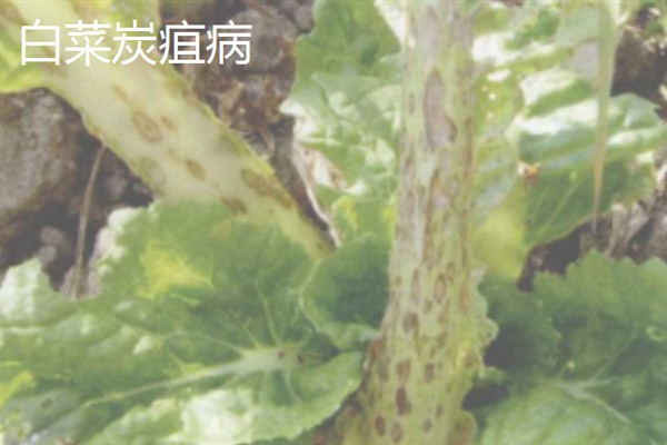 白菜病害症状,幼苗根部发黑、叶片呈水浸状一般是患有黑腐病