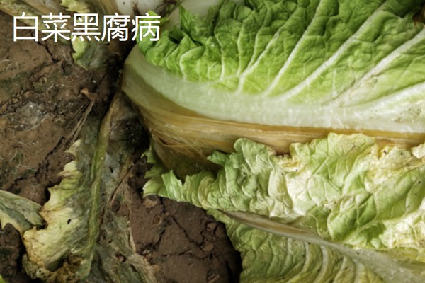 白菜病害症状,幼苗根部发黑、叶片呈水浸状一般是患有黑腐病
