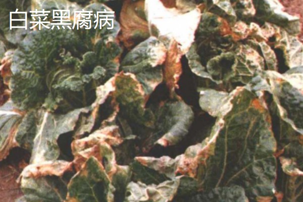 白菜病害症状,幼苗根部发黑、叶片呈水浸状一般是患有黑腐病