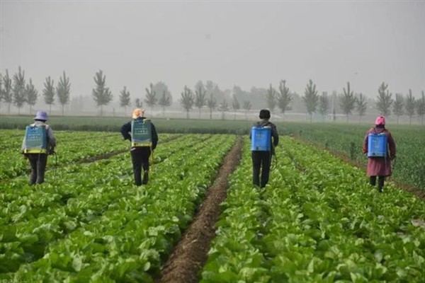 白菜病害症状,幼苗根部发黑、叶片呈水浸状一般是患有黑腐病