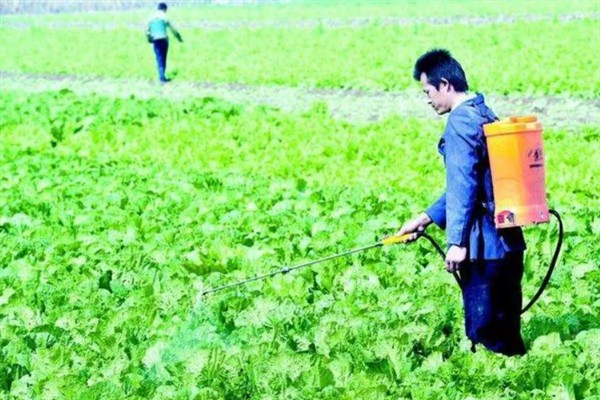 白菜病害症状,幼苗根部发黑、叶片呈水浸状一般是患有黑腐病